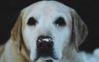 I Cried When Travis Shot Old Yeller